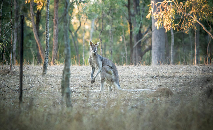 kangaroo in natural habitat