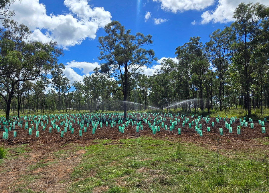 Preserving The Natural Beauty of Park Lake