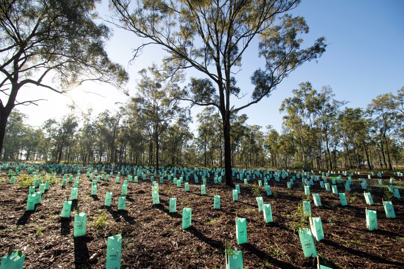 4,000 Native Plants Successfully Planted!