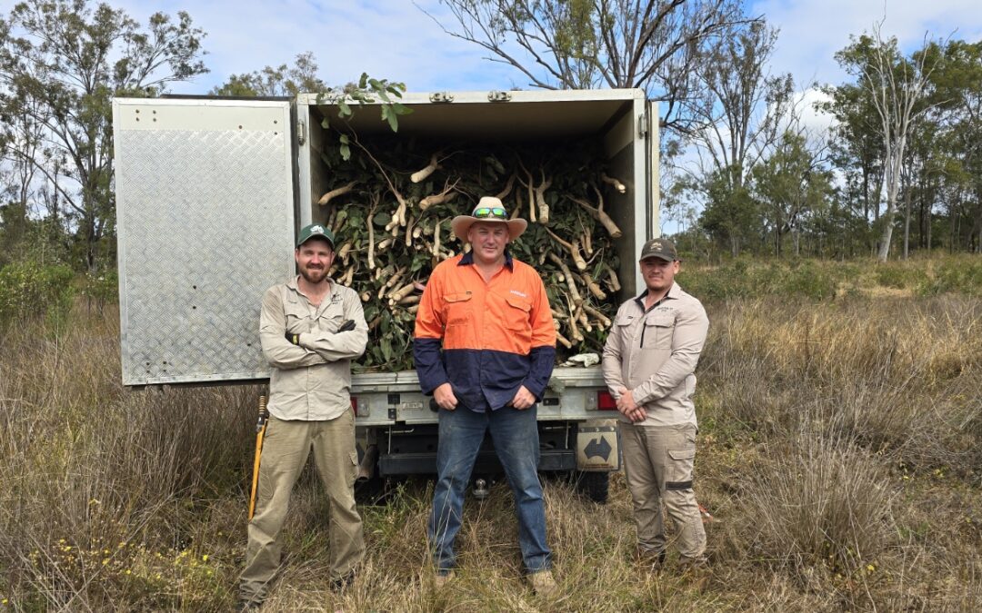 A Commitment to Koala Conservation