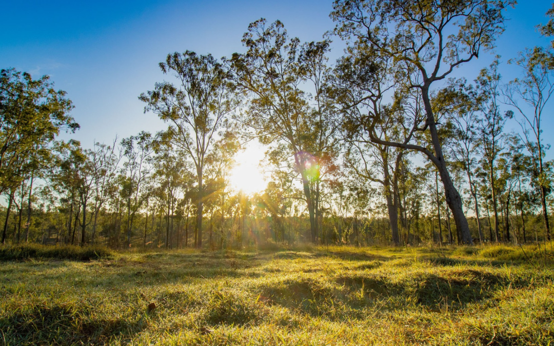 Journey to Your Dream Home: Exploring Park Lake